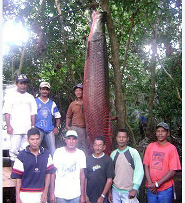 Record photograph for Arapaima gigas